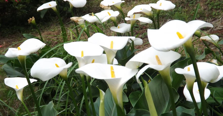 南原寺のカラー園
