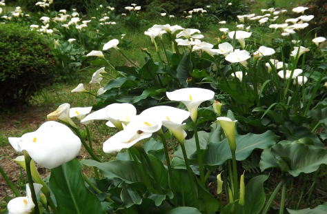 オランダカイウ 山口県美祢市南原寺