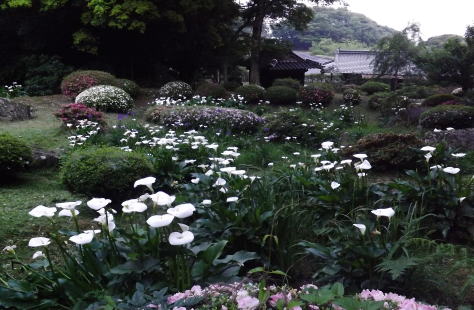 オランダカイウ　カラー1