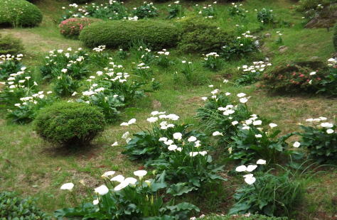 オランダカイウ　カラー2