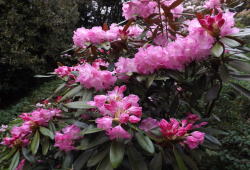しゃくなげ-山口県、南原寺