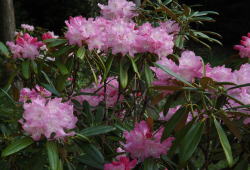 筑紫しゃくなげ３～南原寺