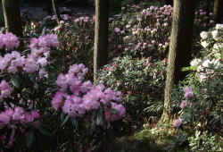 筑紫しゃくなげ4~南原寺