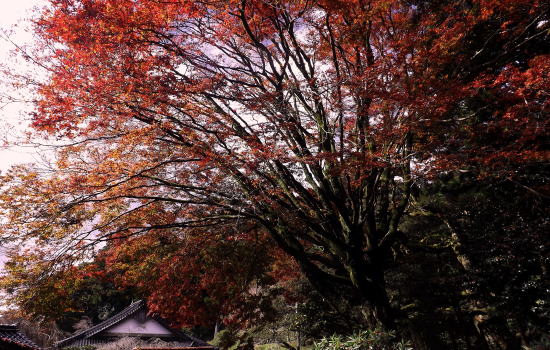 大カエデの紅葉