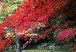山口県美祢市、紅葉の南原寺