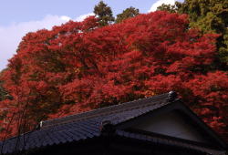 山口県美祢市、紅葉の南原寺2