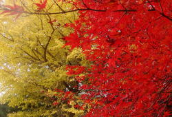 美祢市－紅葉、南原寺