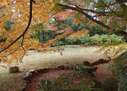 紅葉と雪舟庭