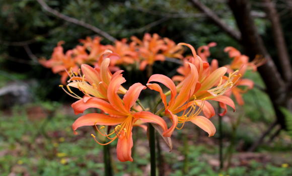 ></p>
    <p class=