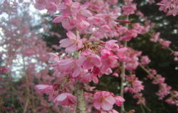 しだれ桜1-山口県 美祢市 南原寺