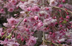 八重紅しだれ桜