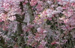八重紅しだれ桜