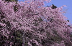 紅しだれ桜-山口県美祢 南原寺