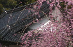 しだれ桜 美祢市、南原寺
