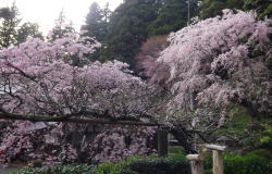 桜 美祢市 南原寺