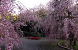 境内のしだれ桜
