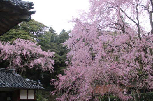 石仏としだれ桜