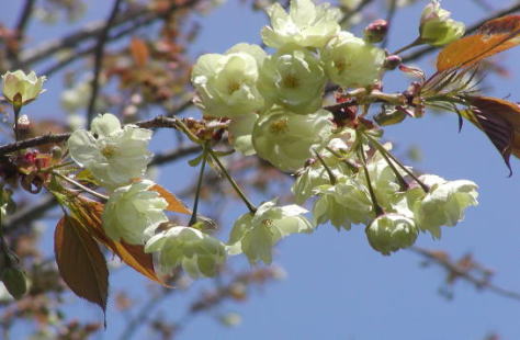 薄黄緑の鬱金の桜