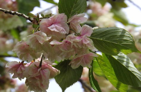 薄桃色に変化した鬱金の桜