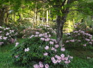 しゃくなげ 山口県美祢市 南原寺