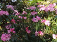 しゃくなげ、山口県美祢市 桜 山 南原寺
