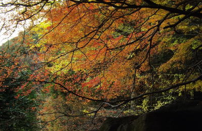 山口県美祢市 桜 山 南原寺