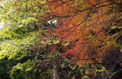 紅葉 美祢市南原寺