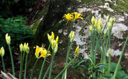 彼岸花 美祢市南原寺