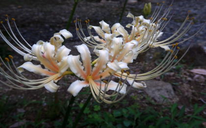 彼岸花 美祢市南原寺