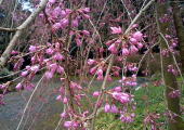 しだれ桜